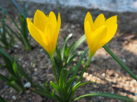 /album/fotogalerie-nabidka/sternbergia-lutea-jpg/